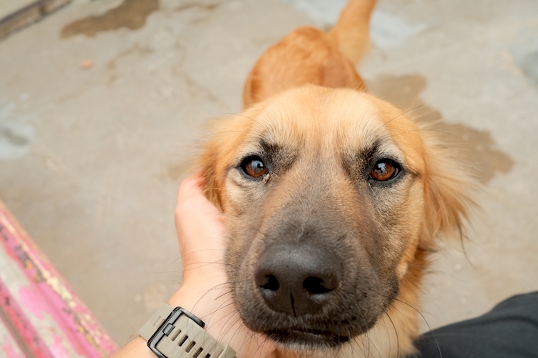 Animal Care Lisbon 27.JPG