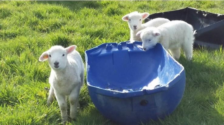 gapyear