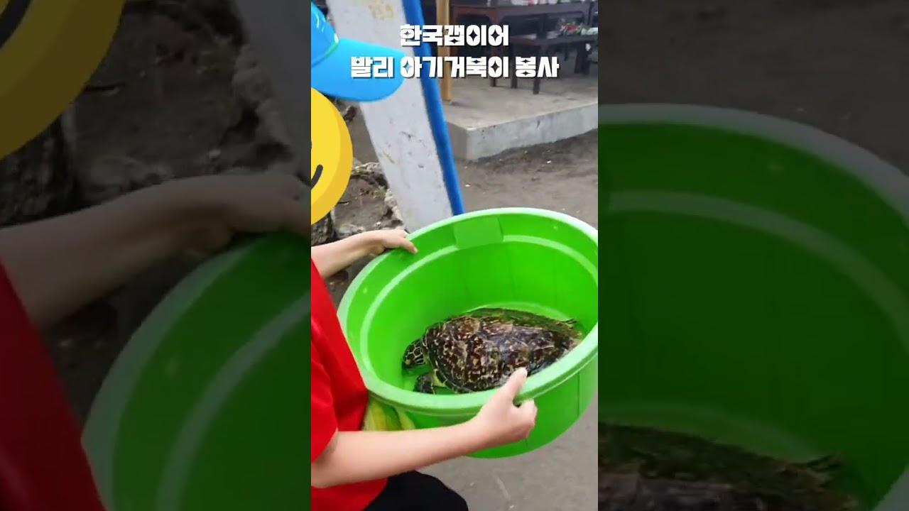#shorts #겨울방학 #해외봉사 추천! #발리한달살기 하며 #거북이구조 #해양보호 #해외봉사