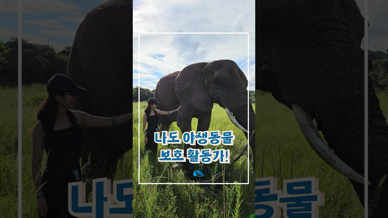 남아공에서 사자랑 일해봤습니다 | 갭이어 야생동물 봉사 리얼 후기