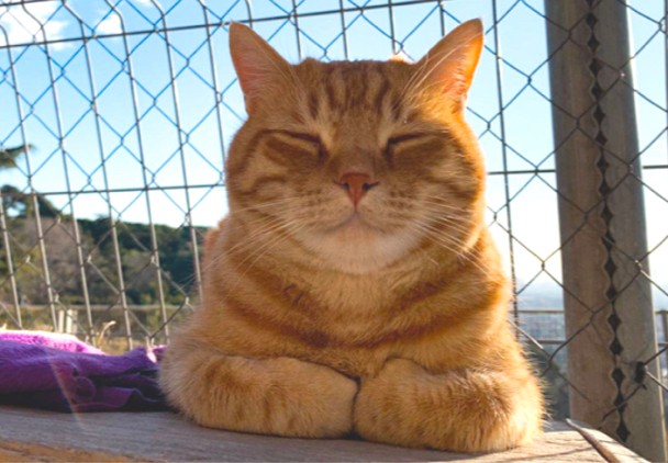 48dcb8f36c7e16e365b6305c5b9e480c_main_Spain_Pet.001.jpg