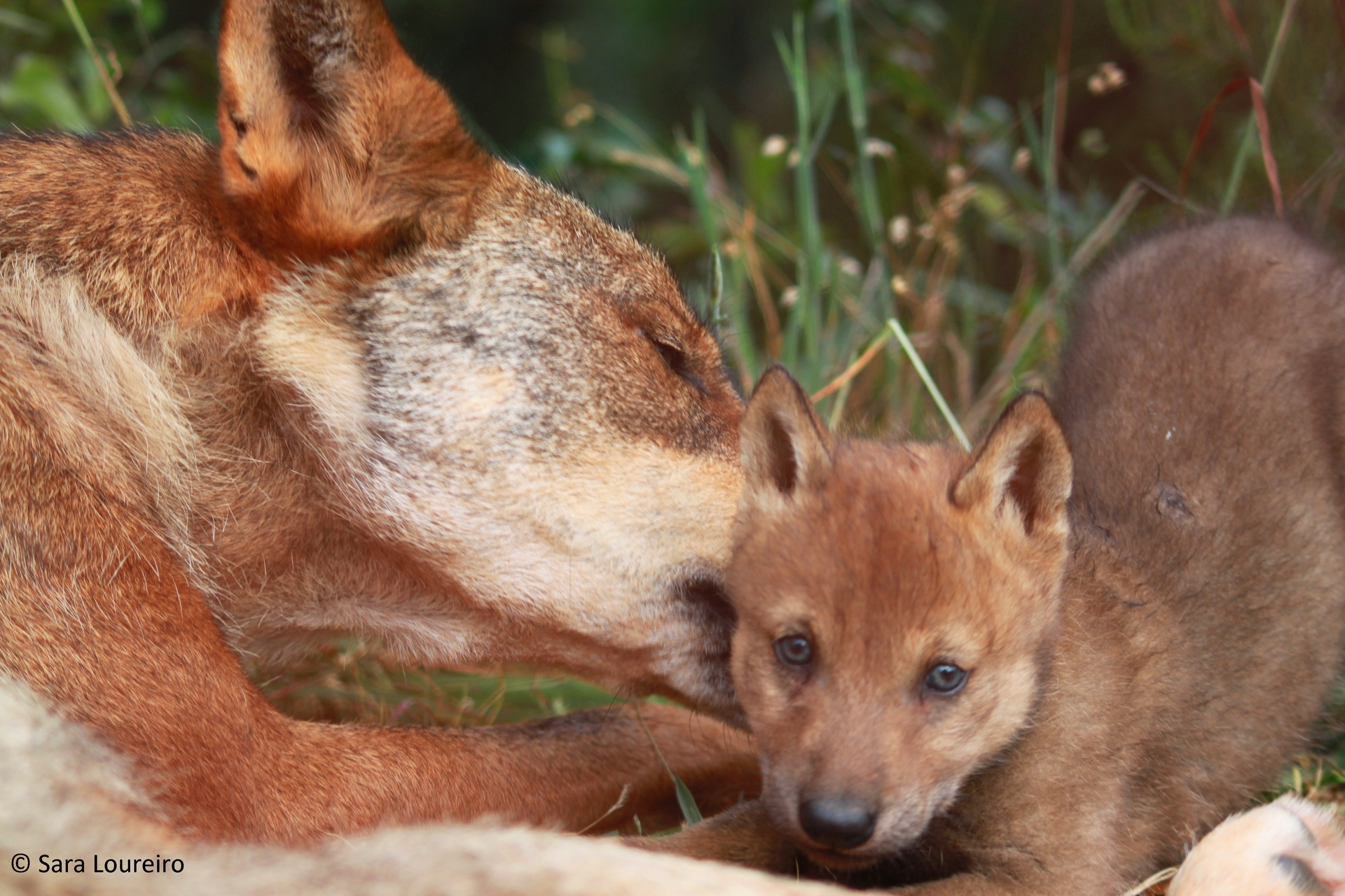 6d9b41976348f486ffa706e797d04aa4_Wolf_Main 3.jpg