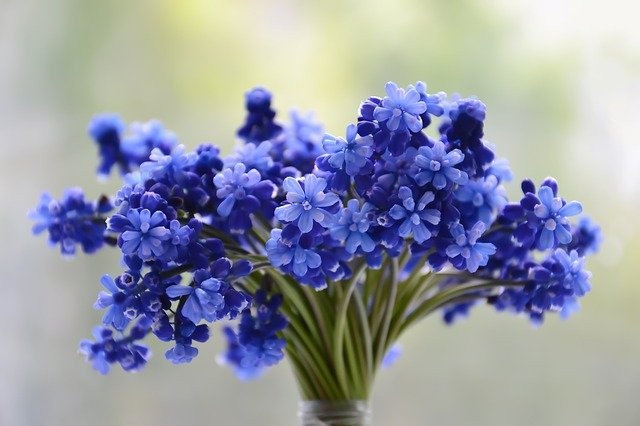 c41b663d80a11e748fbebd1c0ea7053f_flowers-3453729_640.jpg